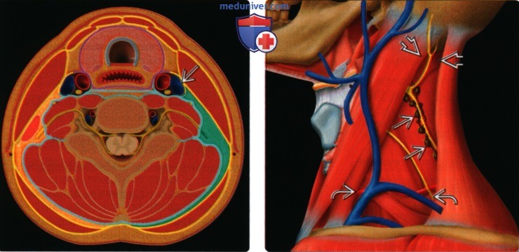 Введение в лучевую диагностику заднего шейного пространства: лучевая анатомия, методы исследования