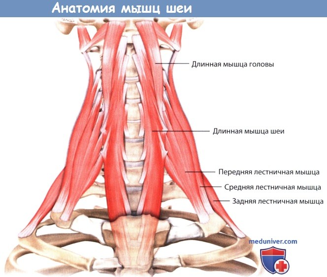 Анатомия мышц шеи