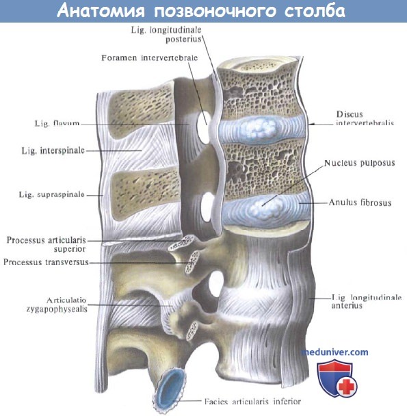 Анатомия позвоночника спинной мозг thumbnail