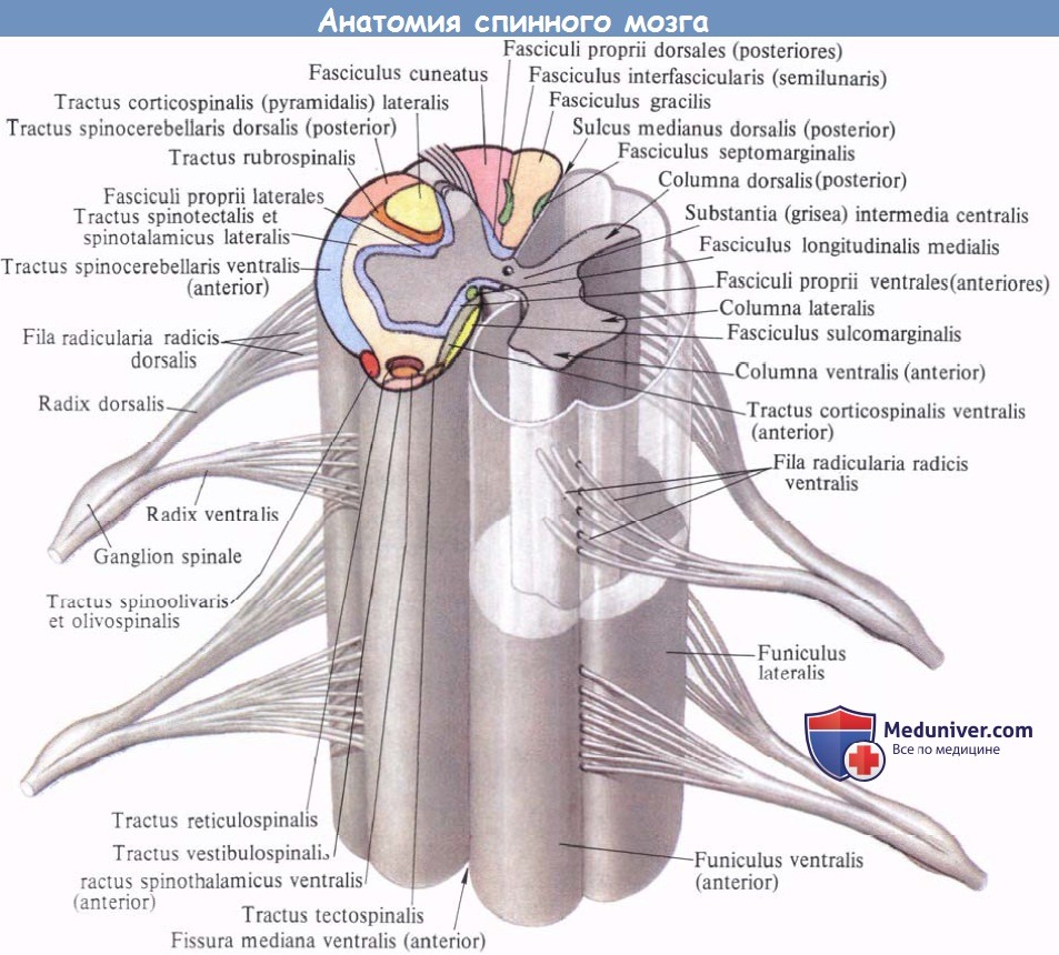 Задние столбы спинного. Анатомические структуры сегмента спинного мозга. Наружное строение спинного мозга анатомия. Спинной мозг анатомия Синельников. Внутреннее строение спинного мозга анатомия латынь.
