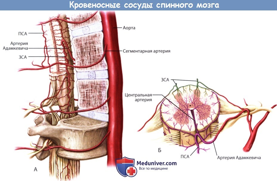 Кровеносные сосуды спинного мозга