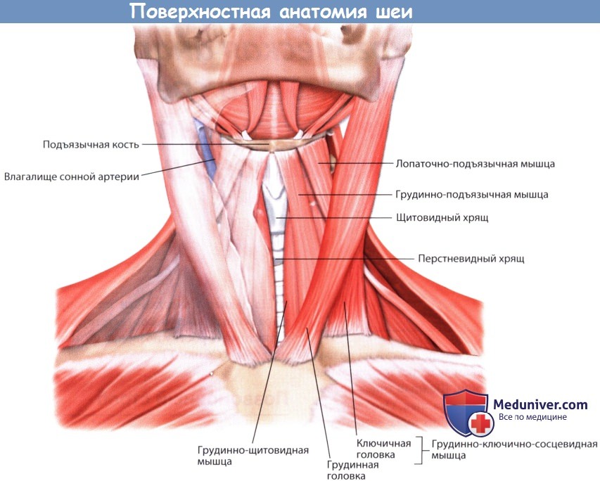 Поверхностная анатомия шеи