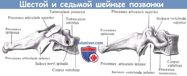 Анатомия шейно поясничного отдела thumbnail