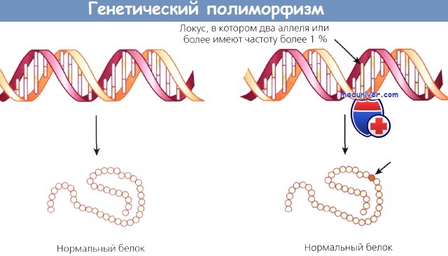 Karcinogenezis, Rák genetikai szabályozó hálózata