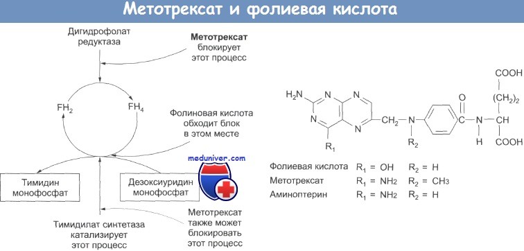 Метотрексат и фолиевая кислота