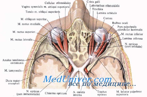 Анатомия глазодвигательных мышц