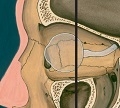 Анатомия глазницы - клиническая и хирургическая