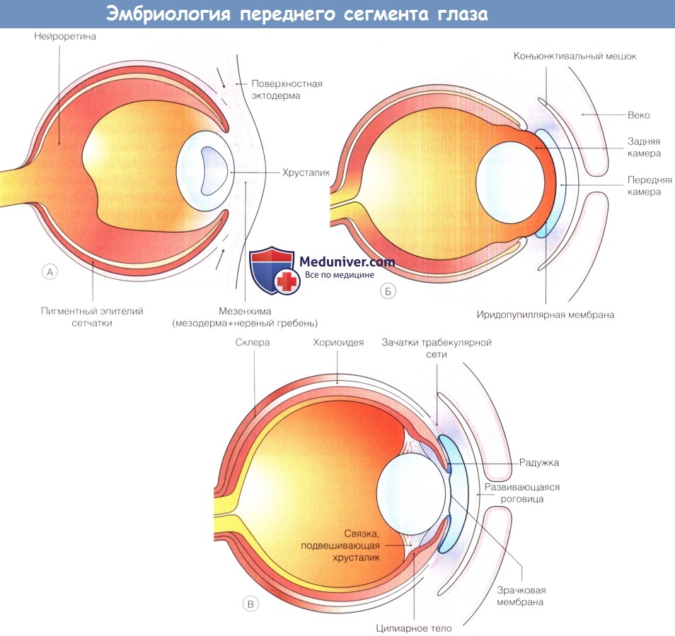 Эмбриология переднего сегмента глаза