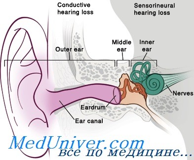 анатомия наружного уха у детей