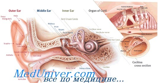 анатомия среднего уха