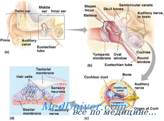 анатомия внутреннего уха