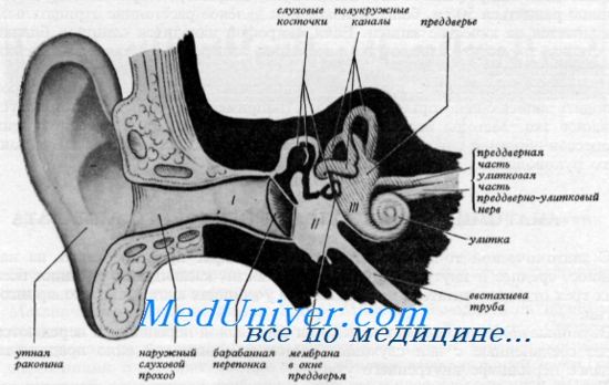 анатомия органа слуха