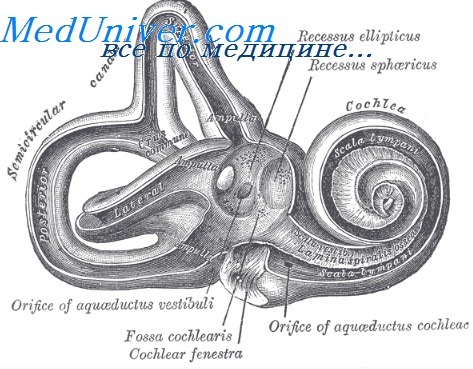 анатомия лабиринта