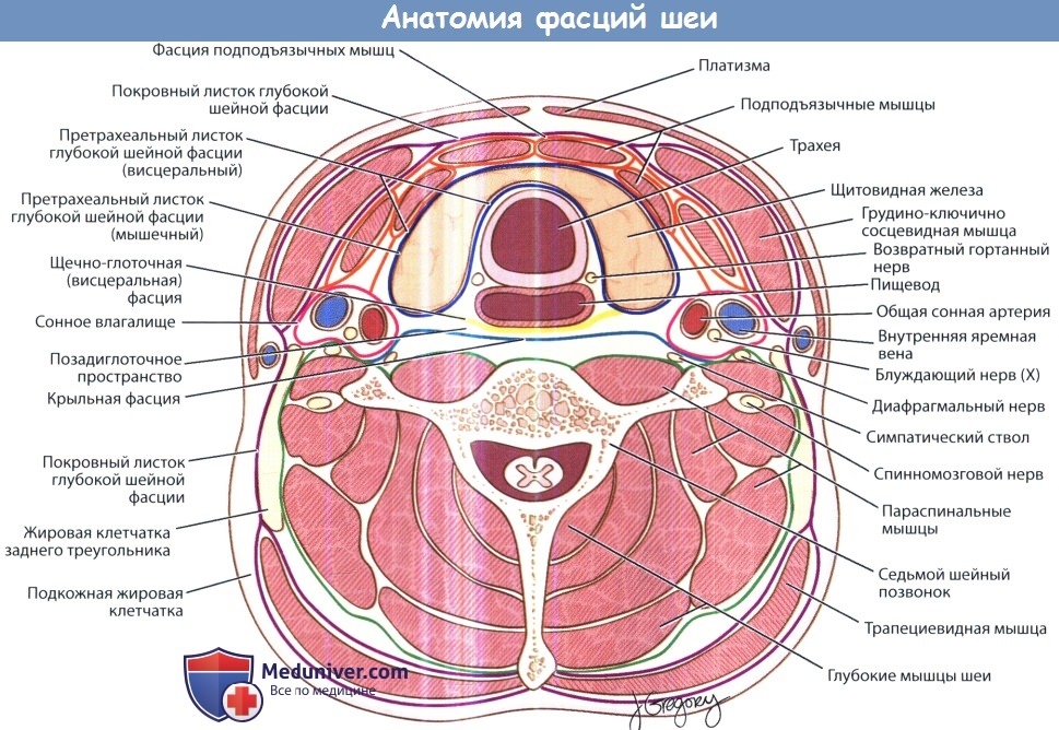 Анатомия фасций шеи