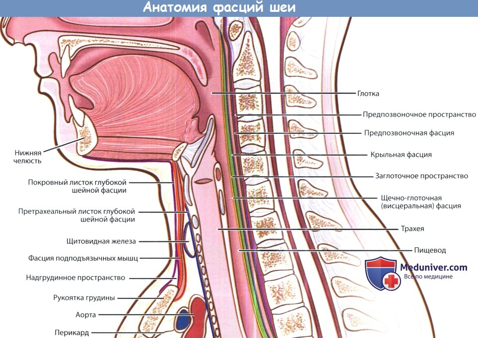 Анатомия фасций шеи
