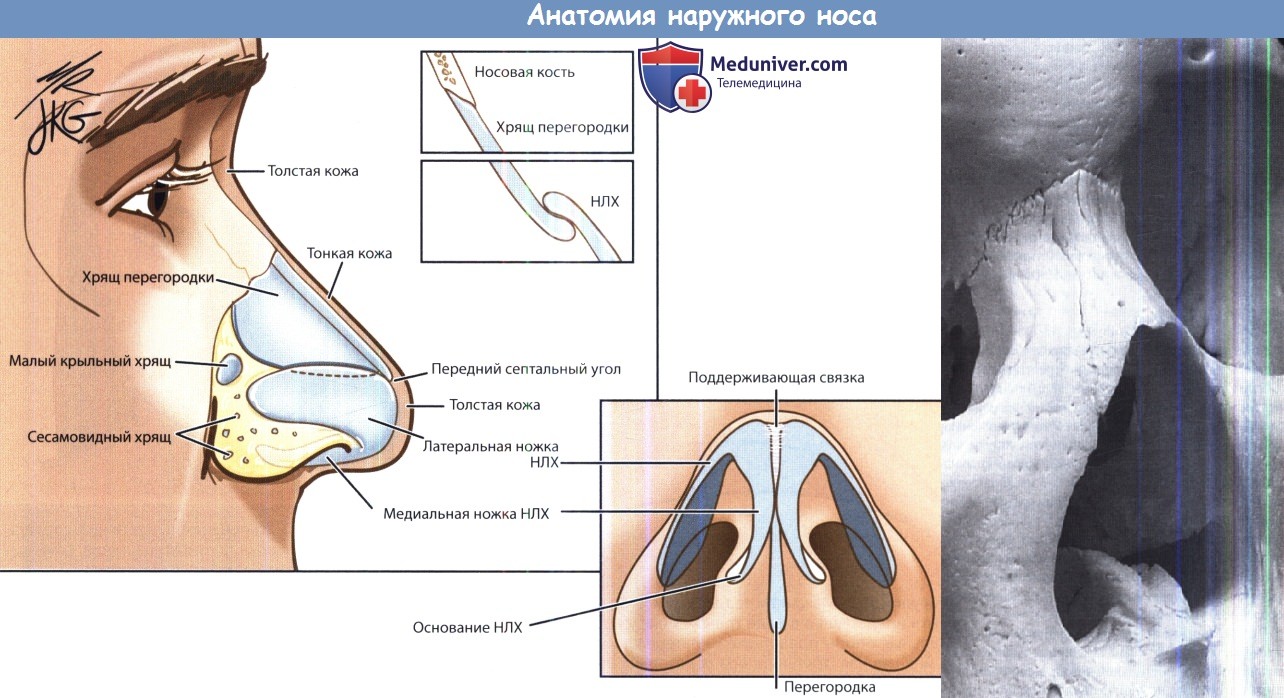 Анатомия наружного носа