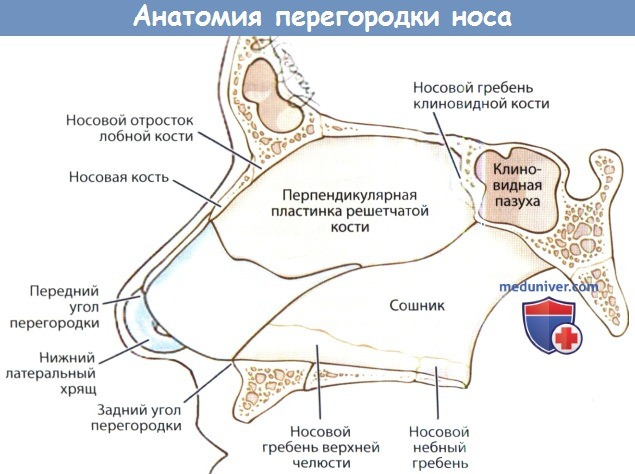 Анатомия перегородки носа