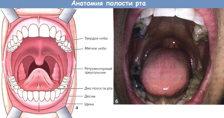 Анатомия полости рта