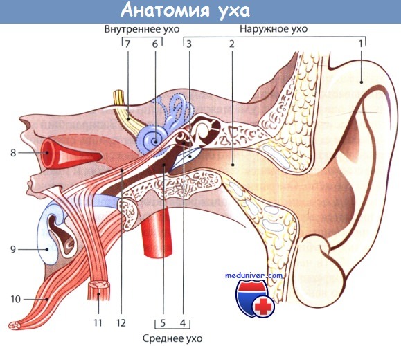 Анатомия уха и наружного слухового прохода