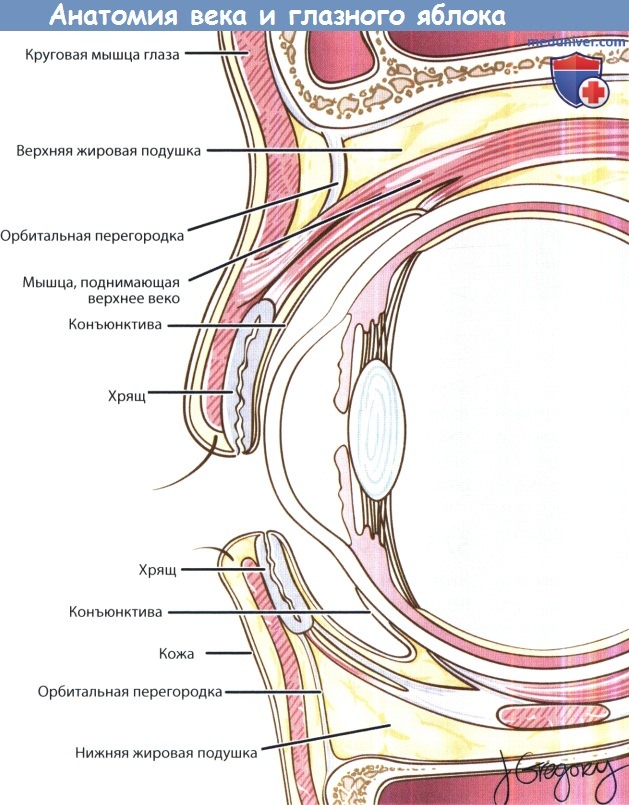 Анатомия века и глазного яблока