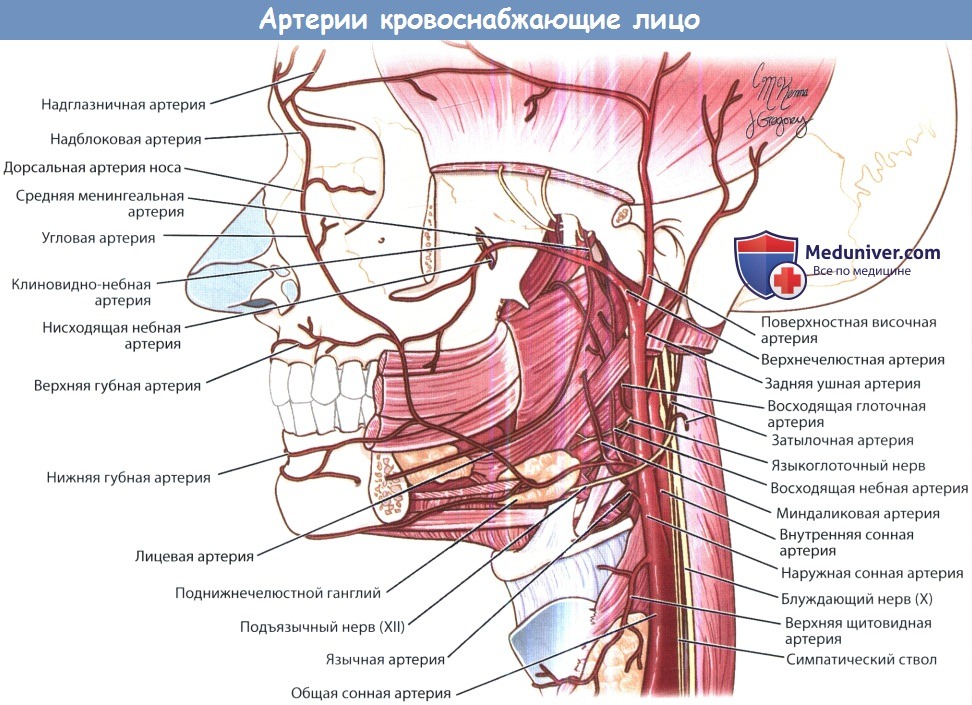 Артерии лица и шеи