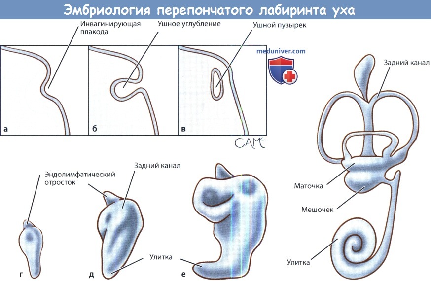 Эмбриология перепончатого лабиринта внутреннего уха