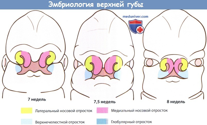 Эмбриология верхней губы