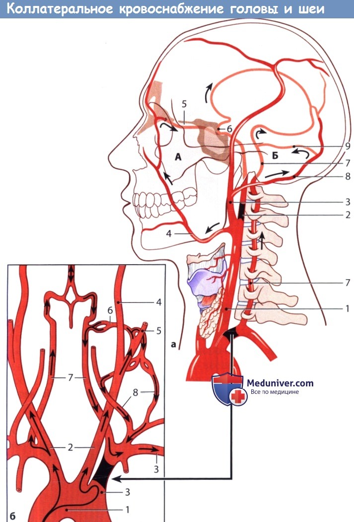 Строение артерий шейного отдела позвоночника thumbnail