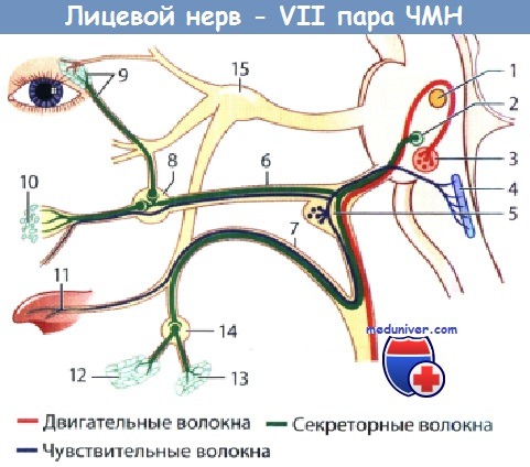 Лицевой нерв - 7 пара черепно-мозговых нервов