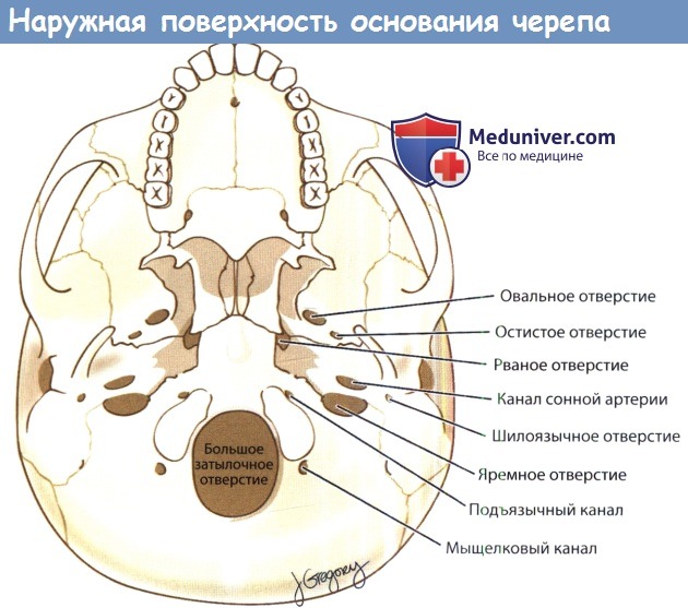 какое отверстие открывается в заднюю черепную ямку