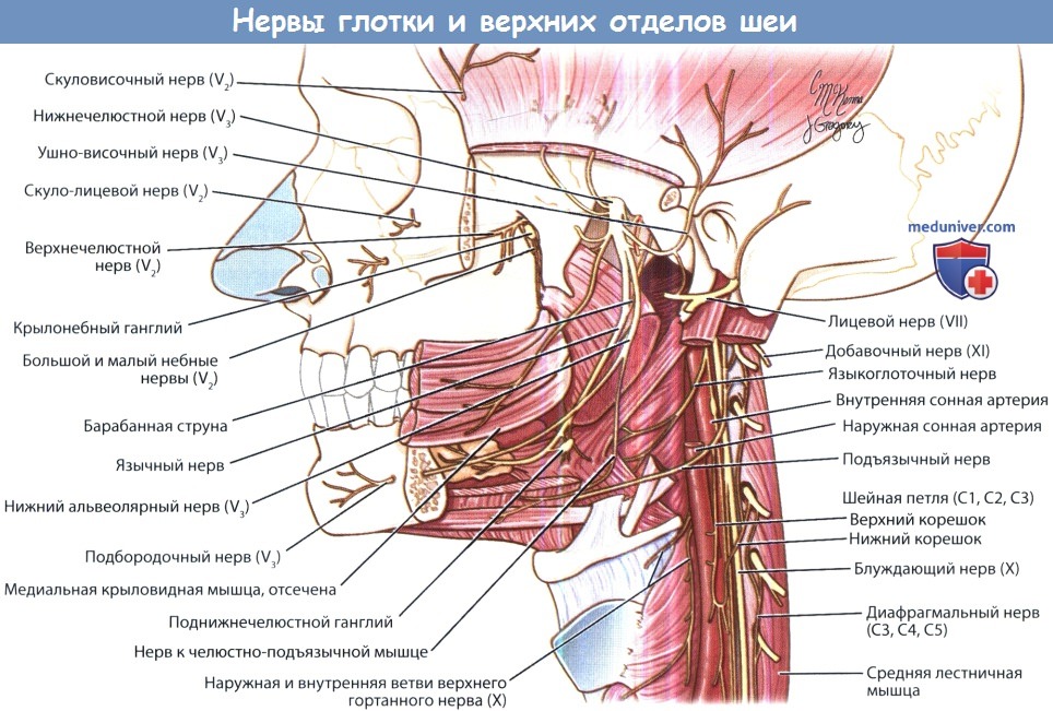 Нерв глотки. Иннервация нервов шейного отдела. Блуждающий нерв и диафрагмальный нерв. Кровоснабжение иннервация средних мышц шеи. Шея нерв иннервация.