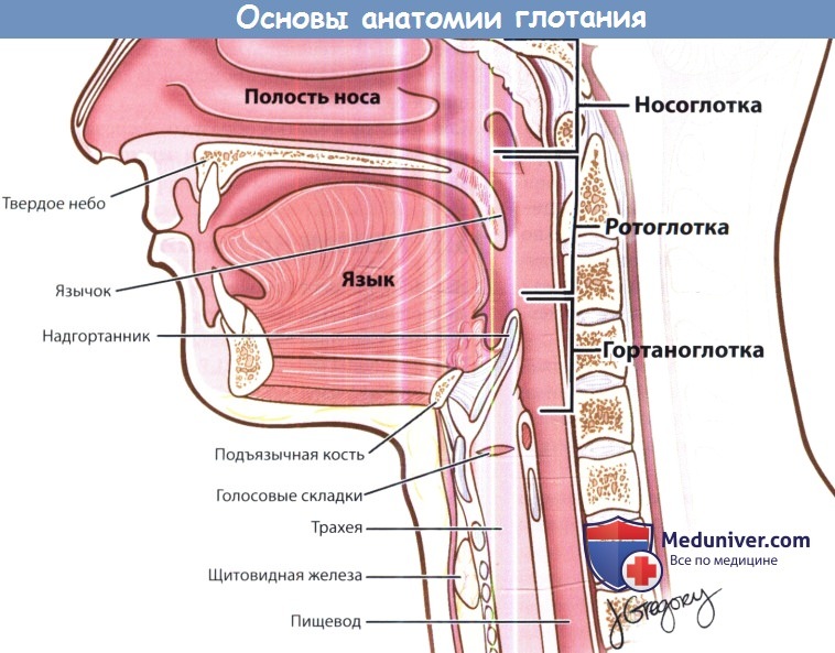 Основы анатомии глотания