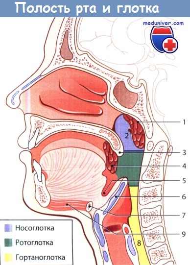 Анатомия полости рта и глотки
