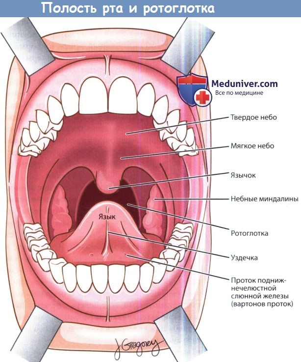 Анатомия полости рта и ротоглотки