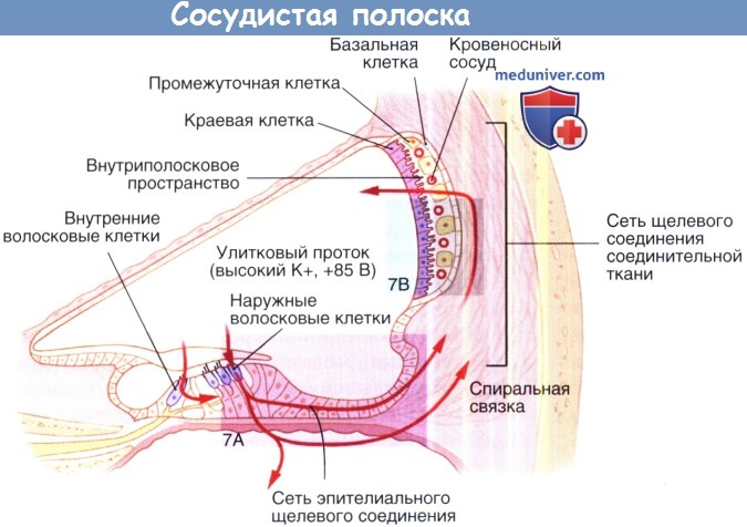 Внутреннее ухо кровообращение. Эпителий сосудистой полоски внутреннего уха. Сосудистая полоска внутреннего уха. Сосудистая полоска гистология. Улитковый канал сосудистая полоска.
