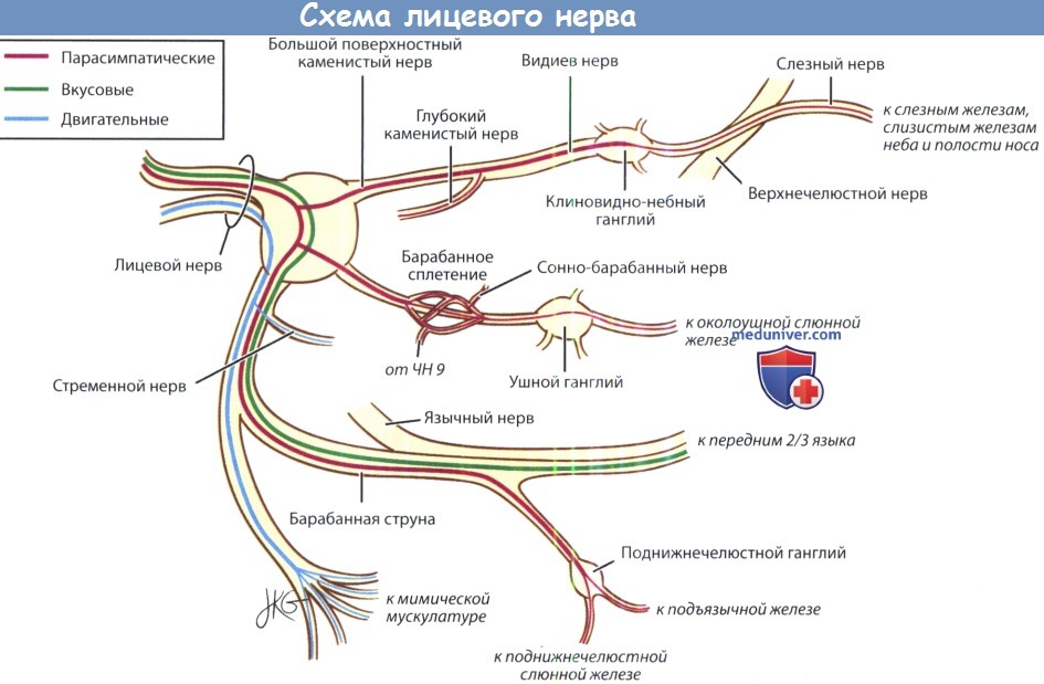 Схема лицевого нерва