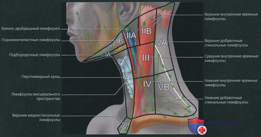 Лимфоузлы 5 см. Лимфатические узлы шеи кт. Лимфатические узлы шеи кт анатомия. Лимфатические узлы шеи 24 Radiology. Уровни лимфатических узлов шеи кт.