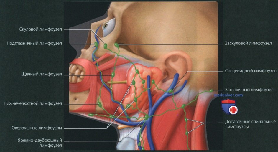 Подъязычные лимфоузлы. Лимфоузлы шеи на УЗИ анатомия. Задние шейные лимфатические узлы. УЗИ лимфатических узлов шеи. Температура и лимфоузлы на шее у ребенка