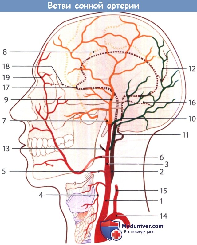 Сонные артерии на лице. Наружная Сонная артерия анатомия. Ветви наружной сонной артерии схема. Наружная Сонная артерия анатомия ветви. Ветви сонной артерии анатомия.