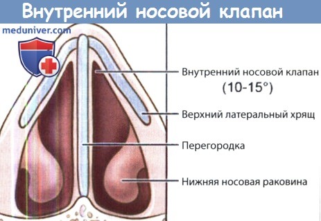Внутренний носовой клапан