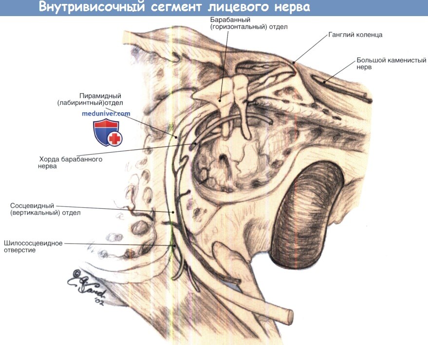 xirurgicheskaia anatomia licevogo nerva 2