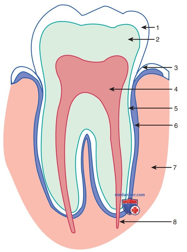 Заболевания пародонта у ребенка - кратко с точки зрения педиатрии