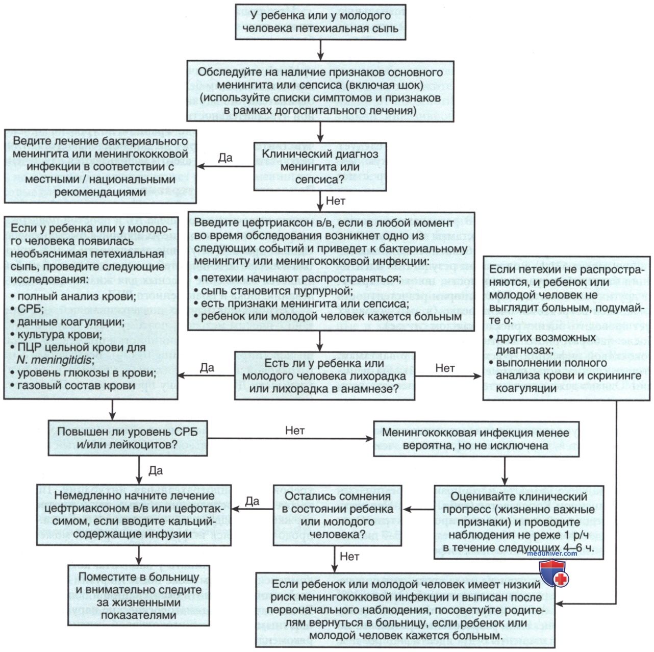 Neisseria meningitidis (�����������) � �������
