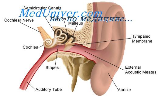 наружный слуховой проход