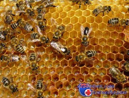 пчелиные продукты