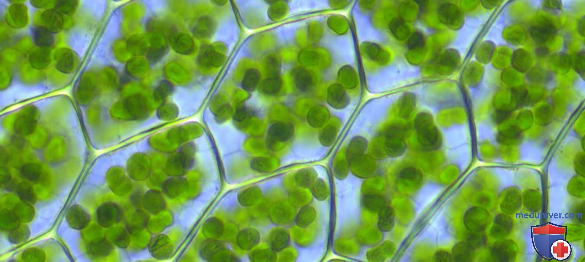 Хлорофилл в жизни растения. Хлорофилл в растениях. Хлорофилл под микроскопом. Хлорофилл зеленый.