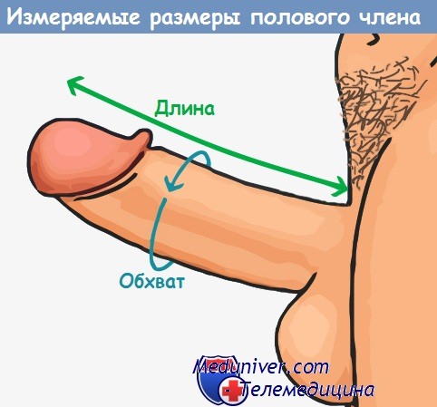 Фото размер пизды