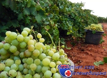 польза винограда