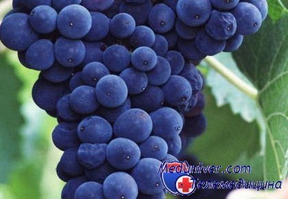 свойства винограда