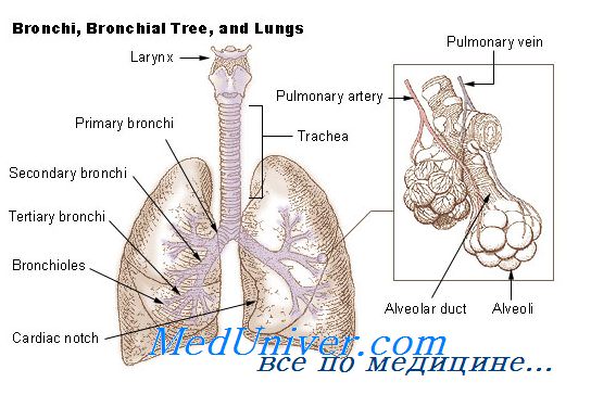 микроорганизмы при бронхиальной астме